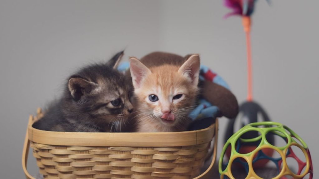 À propos Deux chatons joueurs blottis dans un panier, entourés de jouets colorés, à l'intérieur.