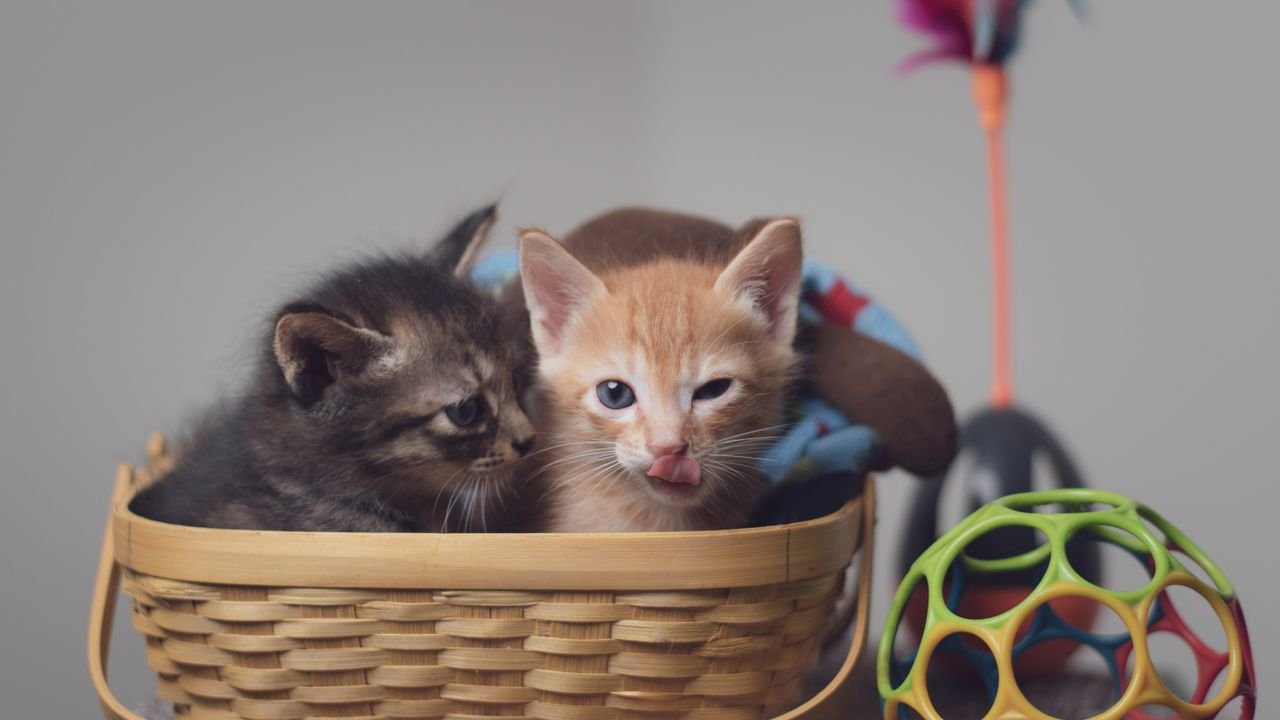 social-feed-img-03 Two playful kittens nestled in a basket surrounded by colorful toys indoors.