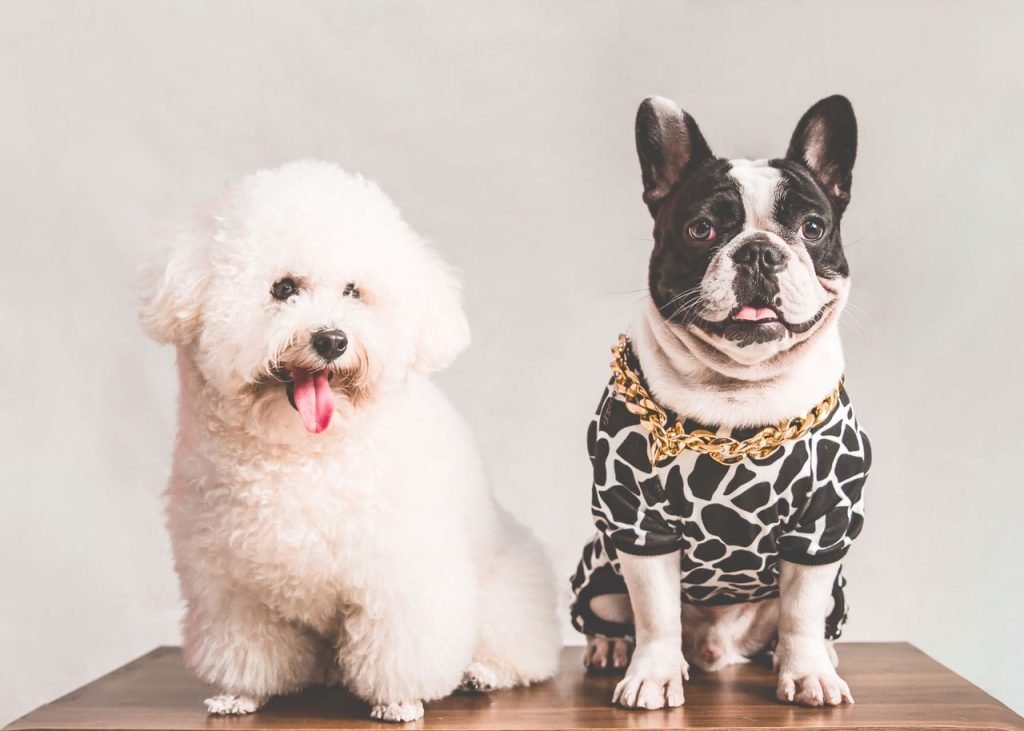 À propos Image montrant deux chiens