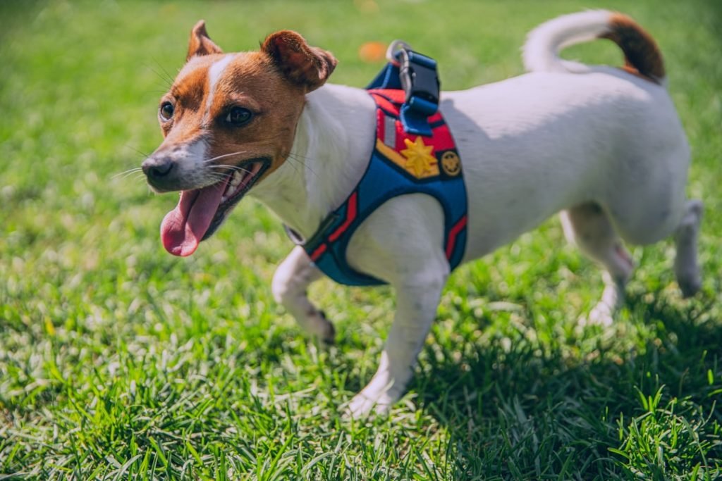 Accessoires essentiels pour sécuriser et réussir vos promenades quotidiennes avec votre chien Chien avec harnais anti-traction