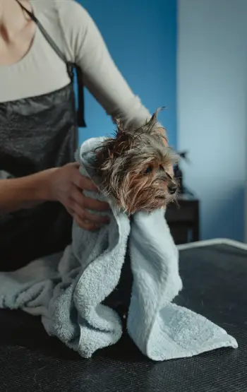 Chien mouille apres la pluie qui s'essuie avec une serviette propre